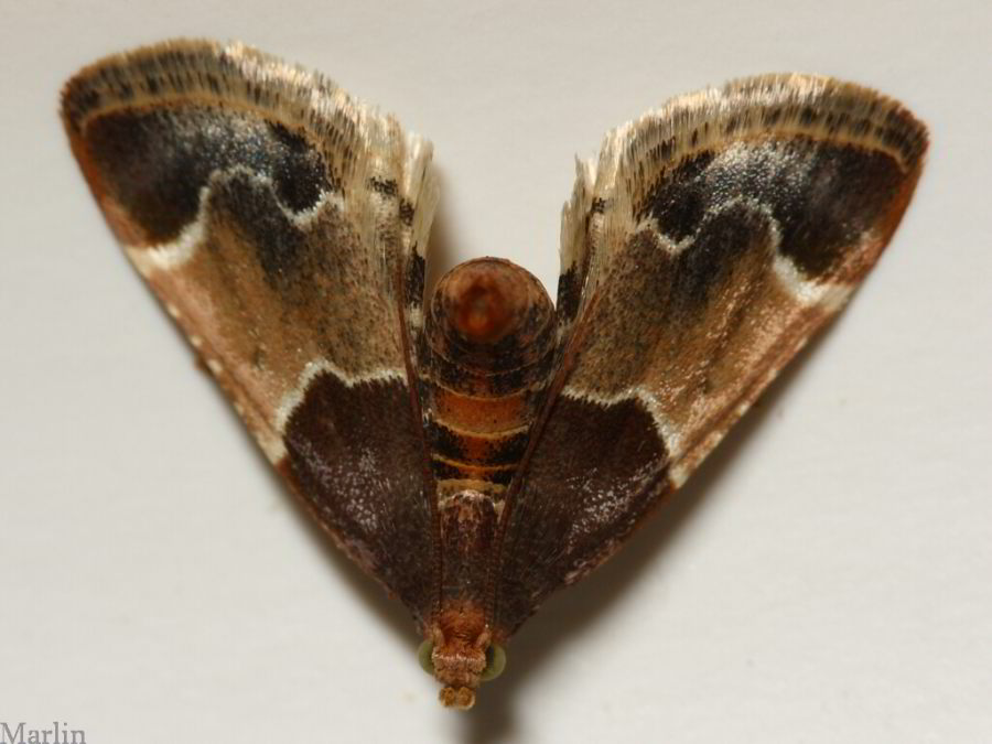 Pyralis farinalis - Meal Moth - Hodges#5510 [1] 