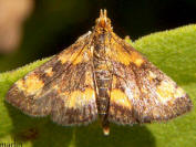 Orange-spotted Pyrausta Moth