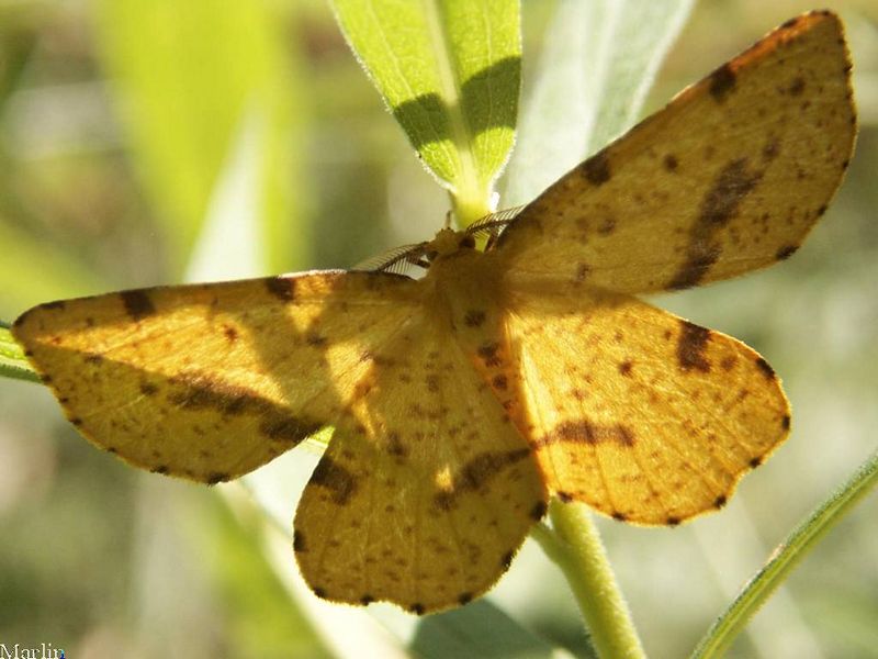 False Crocus Geometer Moth