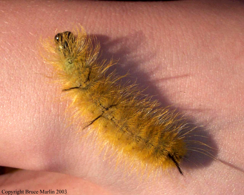Amercan Dagger Moth Caterpillar