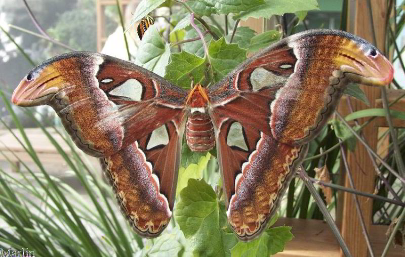 Atlas Moth - Attacus atlas