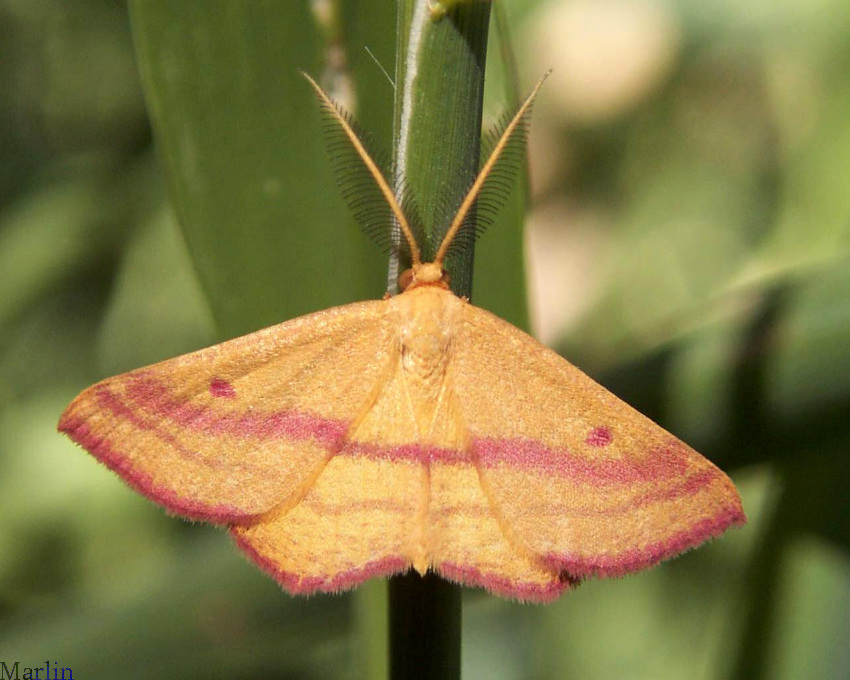 Chickweed Geometer Moth