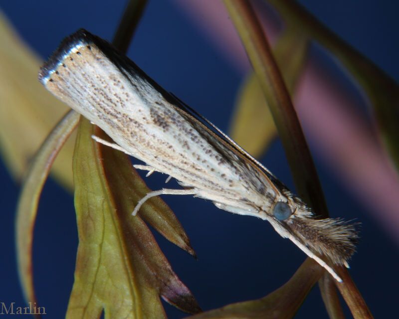 Crambid Snout Moth
