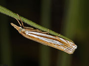 Eastern Grass-veneer Moth