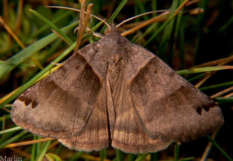 Clover Looper Moth