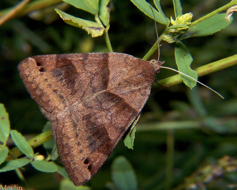 Clover Looper Moth