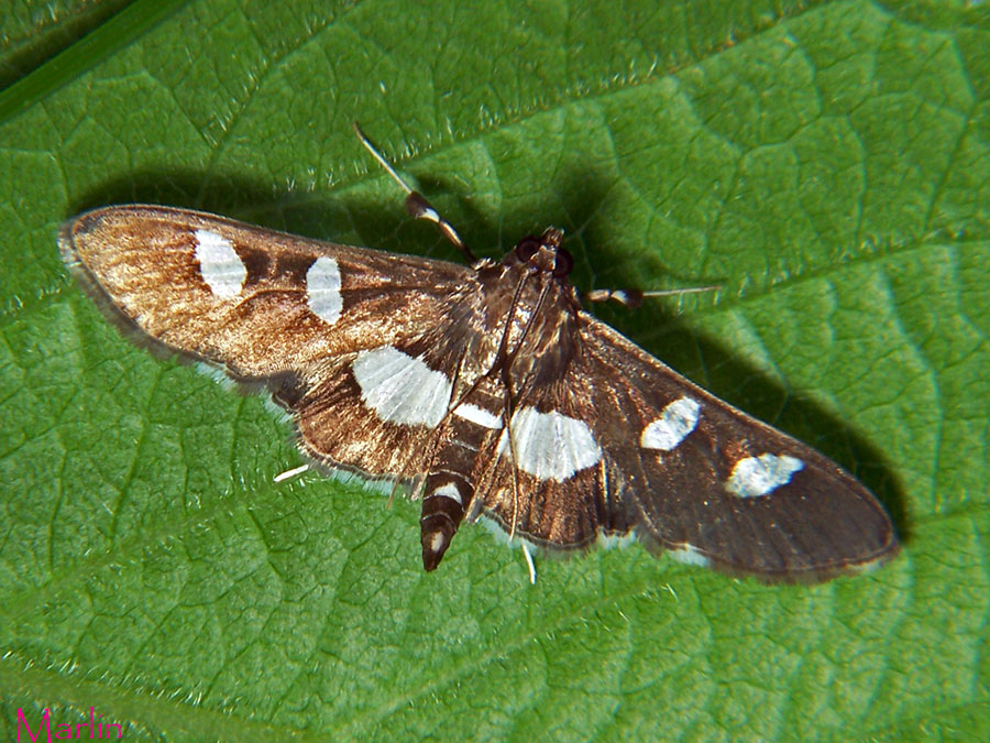 Grape Leaf Folder Moth - Desmia maculalis