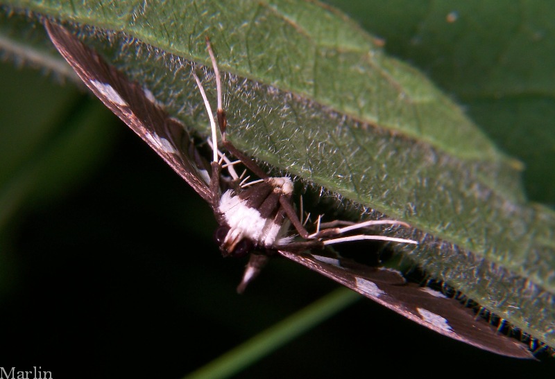 Grape Leaf Folder Moth