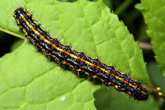 Haploa confusa larva