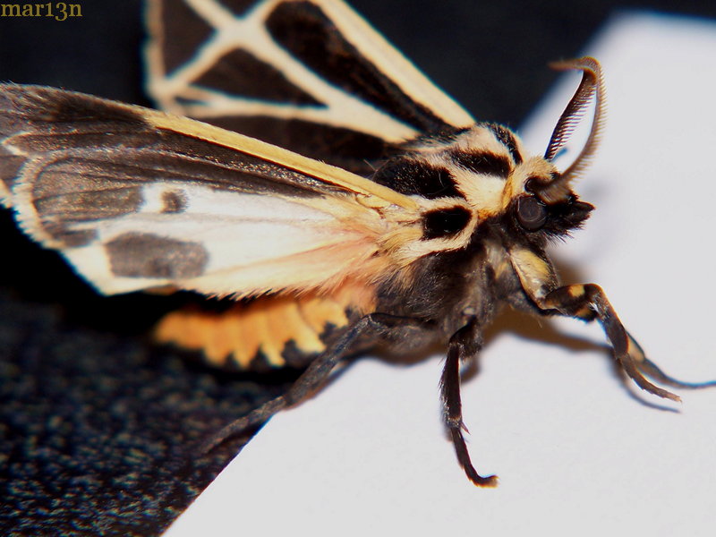 Harnessed Tiger Moth - lateral view