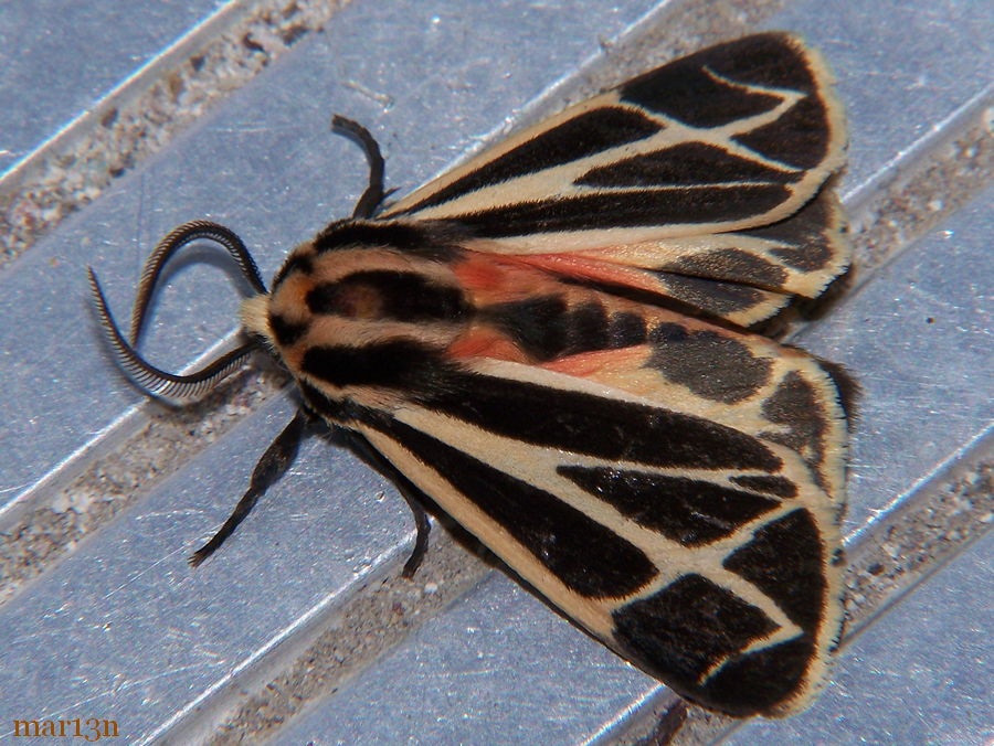 Harnessed Tiger Moth