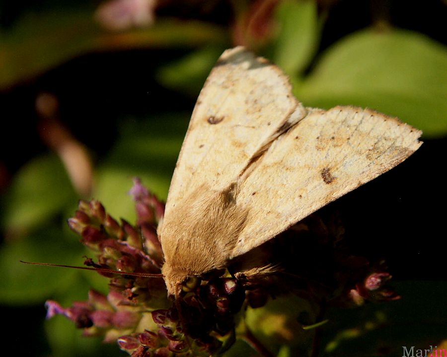 Corn Earworm Moth