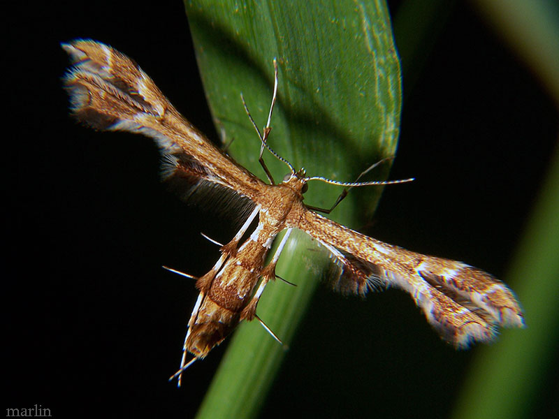 Himmelman's Plume Moth