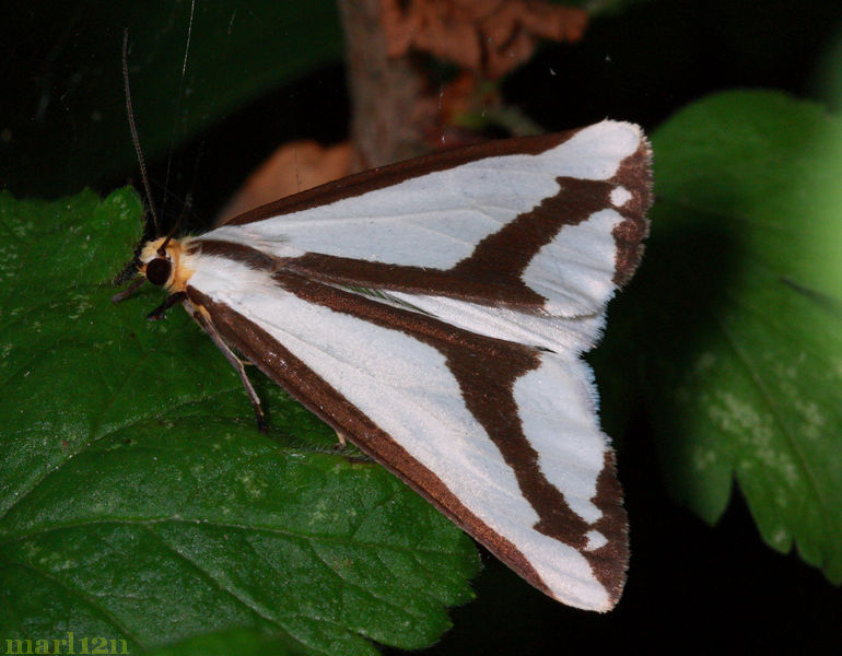 Leconte's Haploa Moth