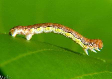 Erannis tiliaria, Linden Looper / Inchworm, about 10mm
