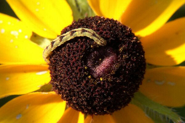 Common Eupithecia Moth Caterpillar