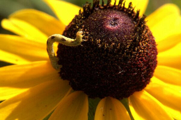 Common Eupithecia Moth Caterpillar