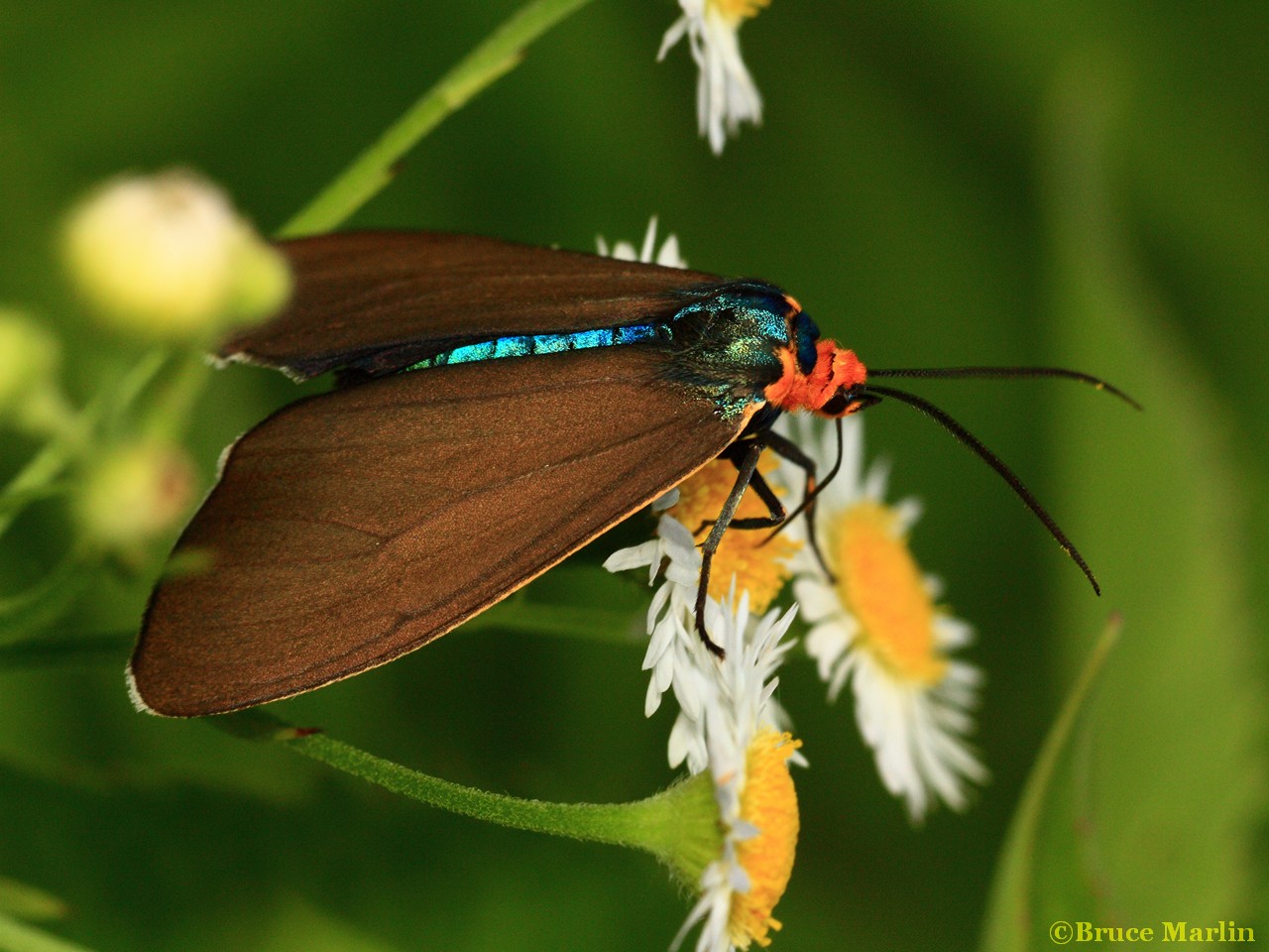 Virginia Ctenucha Moth - Ctenucha virginica