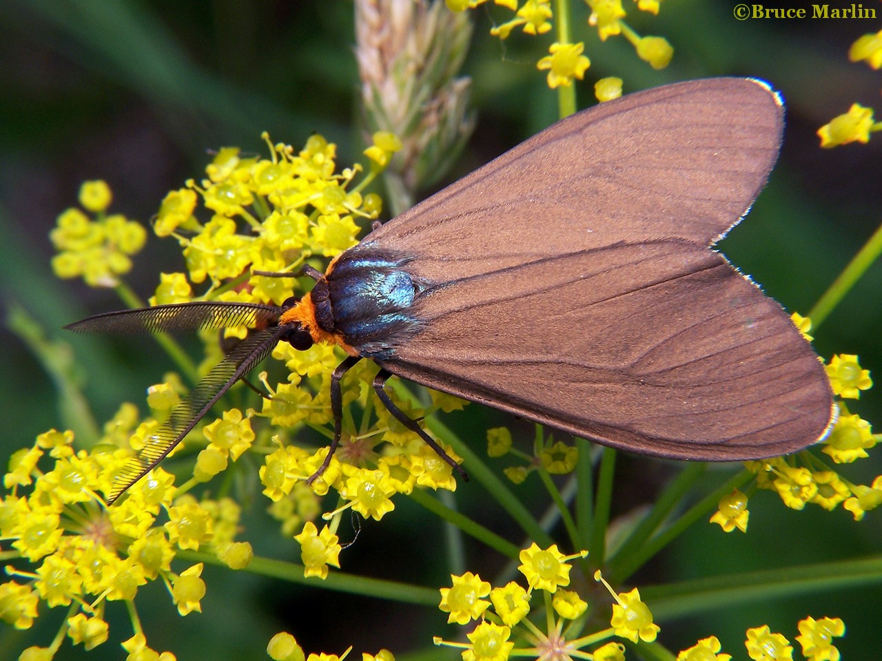 Virginia Ctenucha Moth - Ctenucha virginica