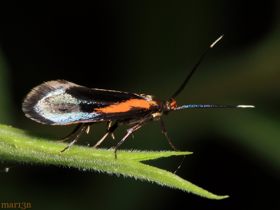Newman's Mathildana Moth