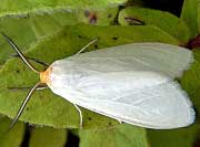 Oregon Cycnia Moth