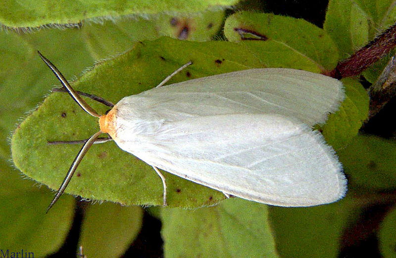 Oregon Cycnia Moth