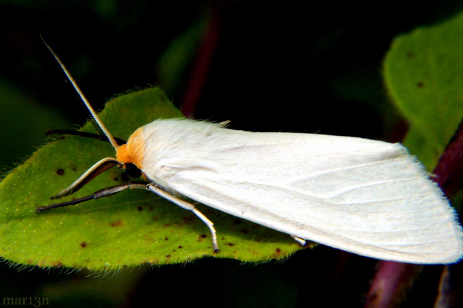 Oregon Cycnia Moth