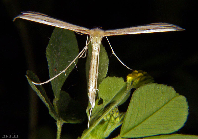 Common Plume Moth  - Emmelina monodactyla