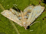 Pondside Pyralid Moth - Munroessa icciusalis 