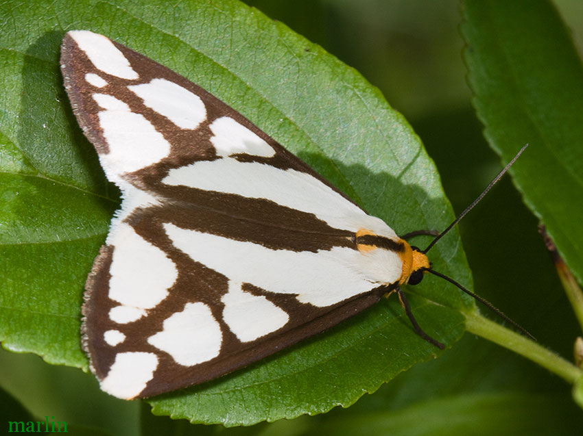Reversed Haploa Moth
