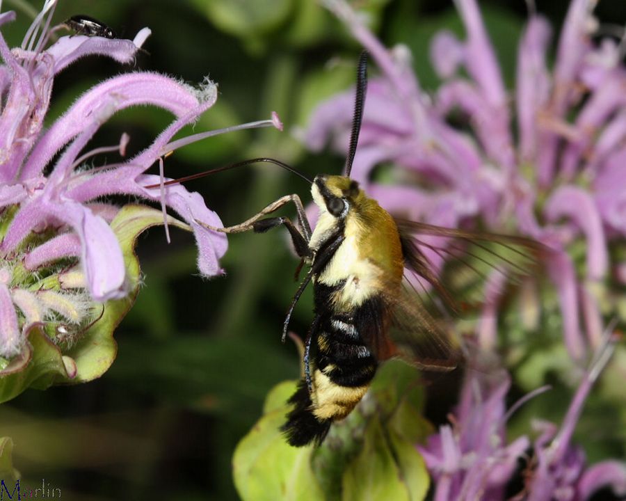 Snowberry Clearwing Moth