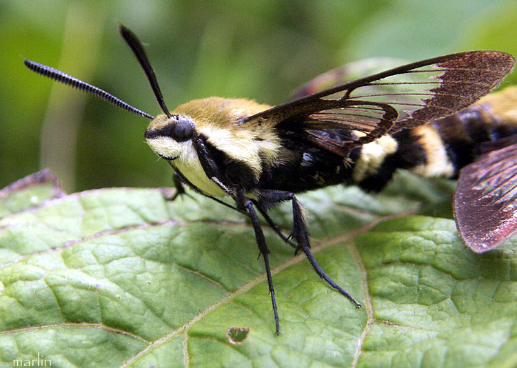 Snowberry clearwing moth