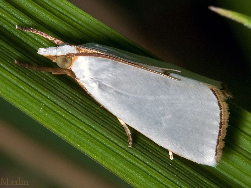 Snowy Urola Moth