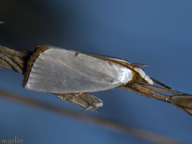 Snowy Urola Moth