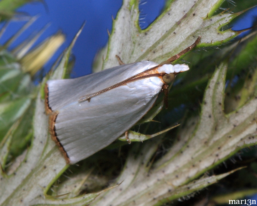 Snowy Urola Moth