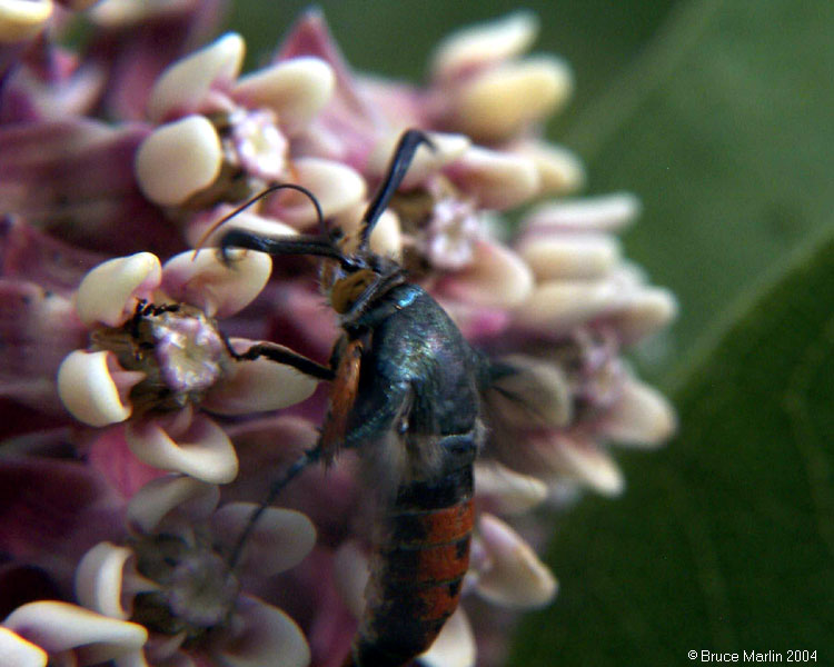 Squash Vine Borer Moth