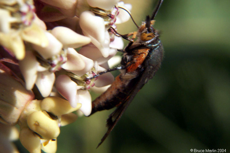 Squash Vine Borer Moth