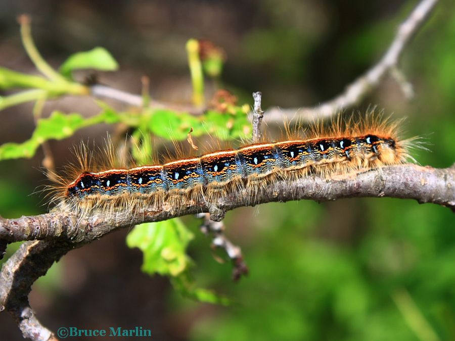 Eastern Tent Caterpillar - Malacosoma americanum - North ...