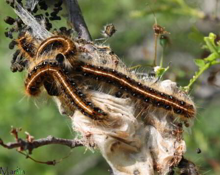 Tent caterpillars