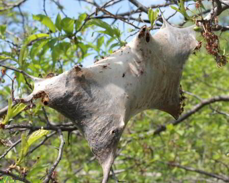 Tent Caterpillar Tent