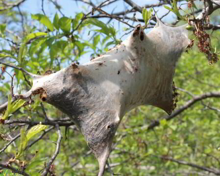 Tent Caterpillar Tent