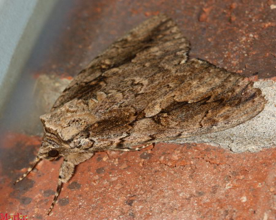 Sweetheart Underwing Moth - Catocala amatrix