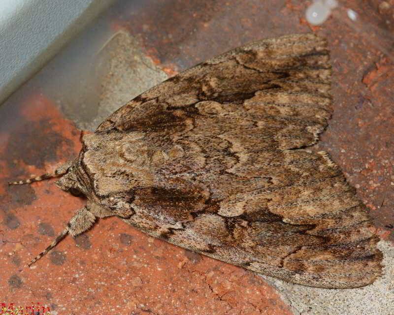 Sweetheart Underwing Moth - Catocala amatrix