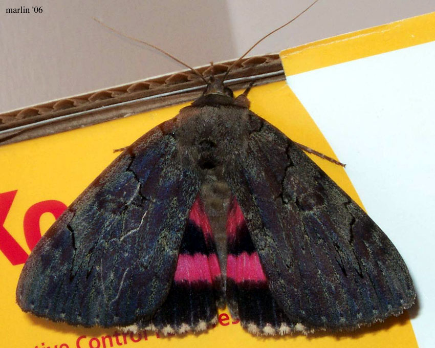 Darling Underwing Moth