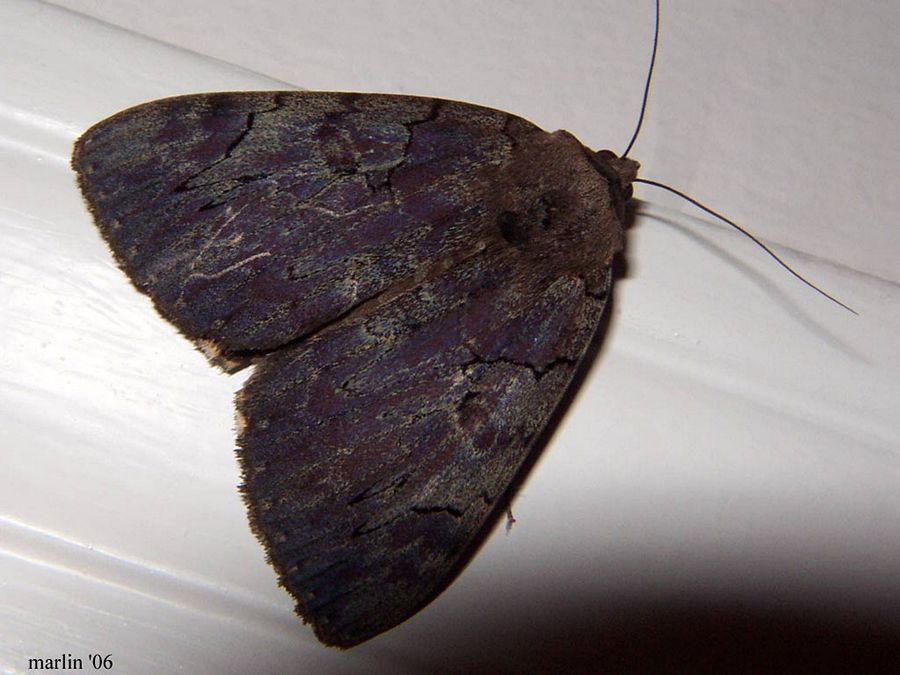 Darling Underwing Moth