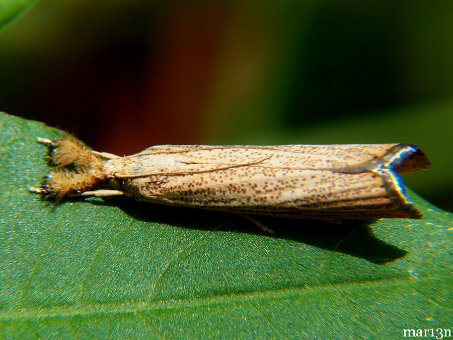 Vagabond Crambus Moth dorsal view