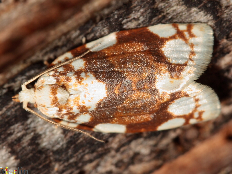 White-spotted Leafroller