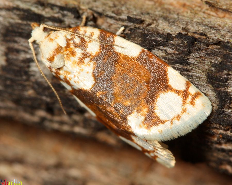 White-spotted Leafroller