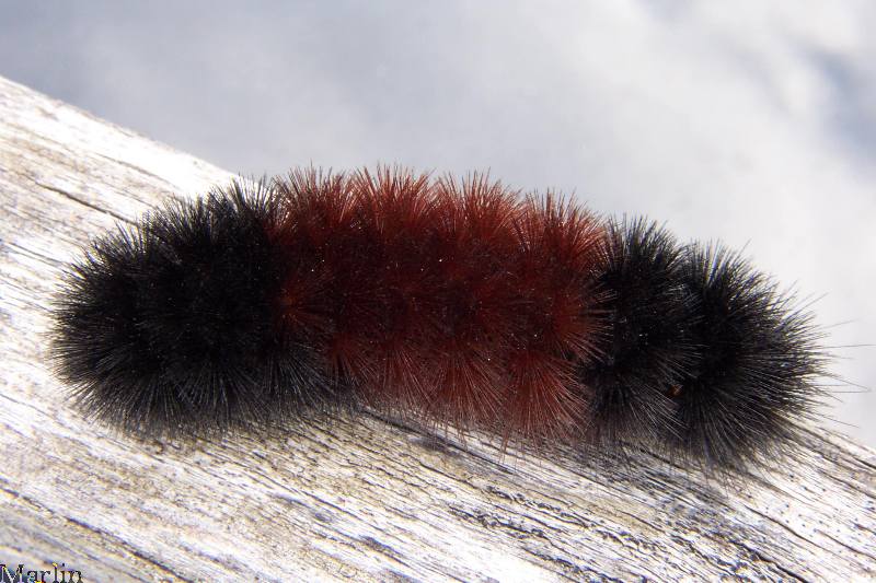 banded woolly bear caterpillar