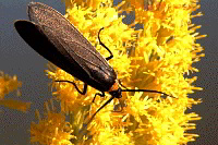 Yellow-collared Scape Moth